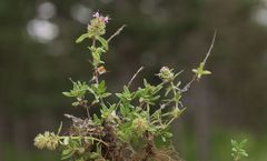 Thymus odoratissimus