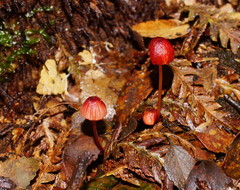 Mycena toyerlaricola