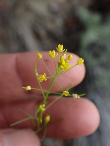 Image of Descurainia incisa by no rights reserved