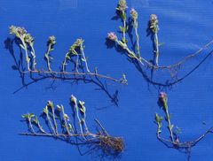 Thymus odoratissimus