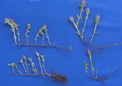 Thymus odoratissimus