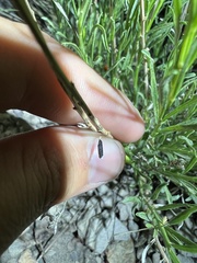 Asteromyia gutierreziae