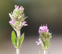 Thymus odoratissimus