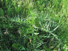 Cirsium serrulatum