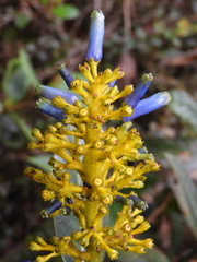 Palicourea weberbaueri