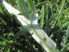 Cirsium serrulatum