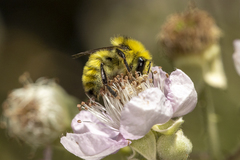 Bombus vandykei