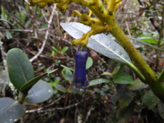 Palicourea weberbaueri