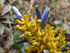 Palicourea weberbaueri