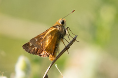 Ochlodes agricola