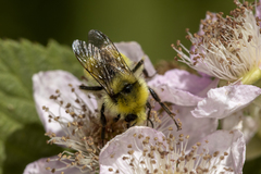 Bombus vandykei