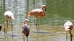 Phoenicopteridae