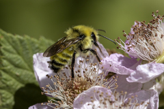 Bombus vandykei