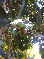 Chrysophyllum gonocarpum