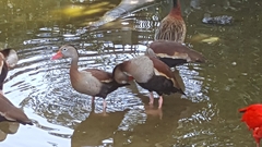 Dendrocygna autumnalis