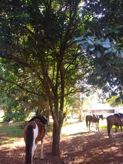 Chrysophyllum gonocarpum