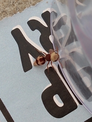 Pseudomethoca contumax