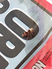 Pseudomethoca contumax