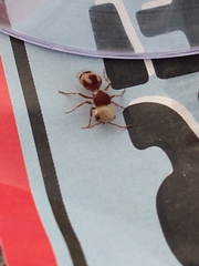 Pseudomethoca contumax