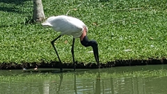 Jabiru mycteria