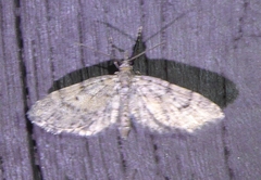 Eupithecia palpata