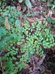 Adiantum raddianum