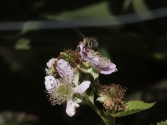 Apis mellifera