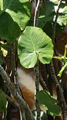 Montrichardia linifera
