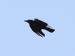 Corvus brachyrhynchos