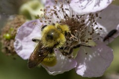 Bombus vandykei