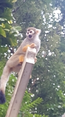 Saimiri sciureus