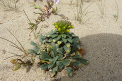 Erysimum menziesii