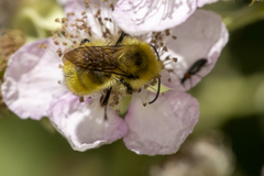 Bombus vandykei