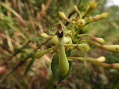 Epidendrum scytocladium