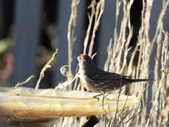 Haemorhous mexicanus