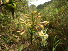 Epidendrum scytocladium