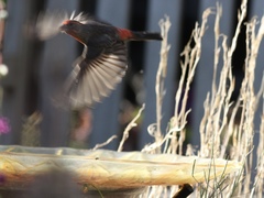 Haemorhous mexicanus