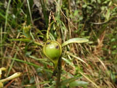 Epidendrum scytocladium
