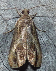 Olethreutes hamameliana