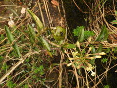 Epidendrum scytocladium