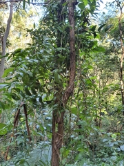 Geitonoplesium cymosum