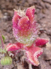Tylecodon reticulatus