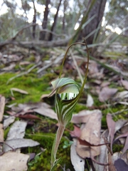 Pterostylis striata