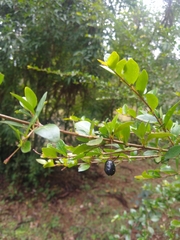 Chomelia obtusa