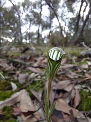 Pterostylis striata