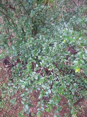 Chomelia obtusa