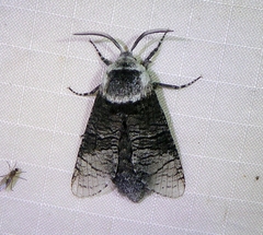 Acossus centerensis