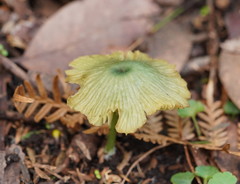 Entoloma rodwayi
