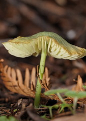 Entoloma rodwayi