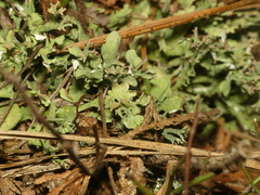 Cladonia turgida